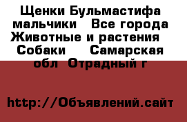 Щенки Бульмастифа мальчики - Все города Животные и растения » Собаки   . Самарская обл.,Отрадный г.